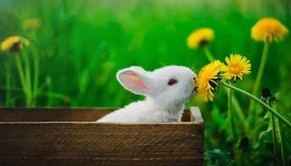 开云真人体育娱乐-巨星对决：梅西、C罗在赛场上的巅峰之战，c罗梅西对战比赛视频