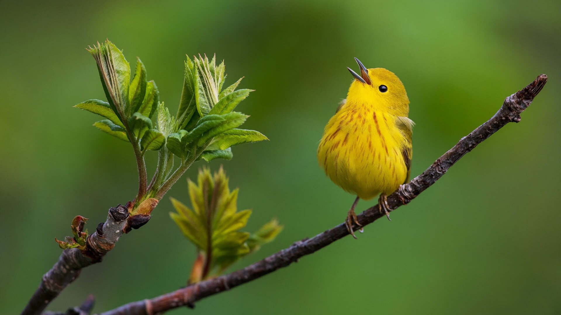 CBA多队提升整体防守 强调团队配合，cba每个球队打多少场球