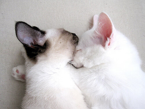 “飞盘竞技：三叉湖田径场为选手提供极速与精准的竞技舞台”