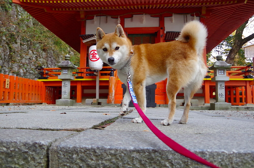 开云全站-中国三人男篮攻防一体 表现渐入佳境，中国男子三人篮球队