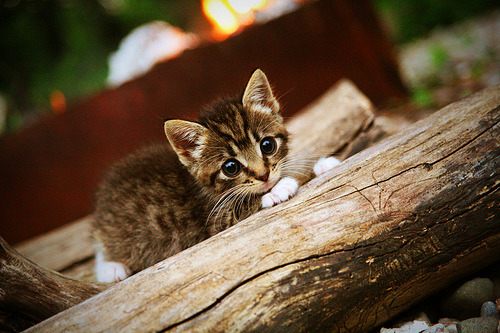 开云网页版登录入口-新加坡队在国际乒联混合团体世界杯中的完美团队协作，新加坡乒乓球队员名单