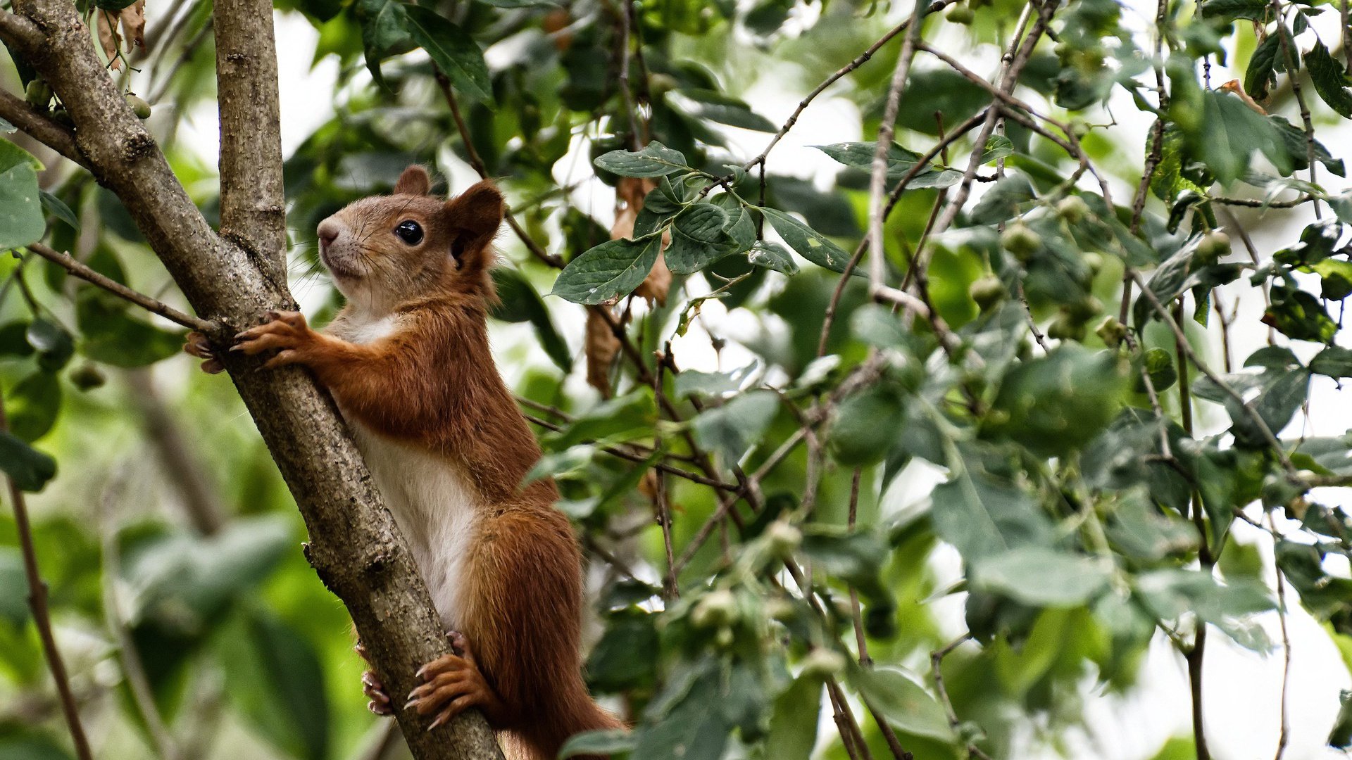 马赛后防集中度提升力保零封