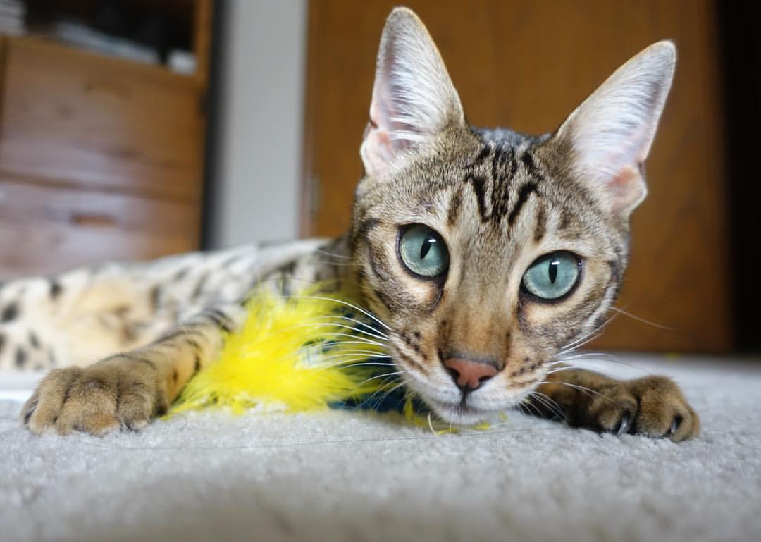 “伊万·戈梅斯：阿根廷美洲狮队的硬汉之选，全面防守与攻击兼备”