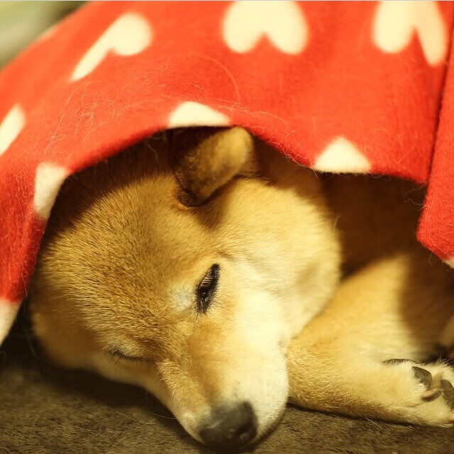 伯科夫决赛发挥稳定赢得认可，博布科夫