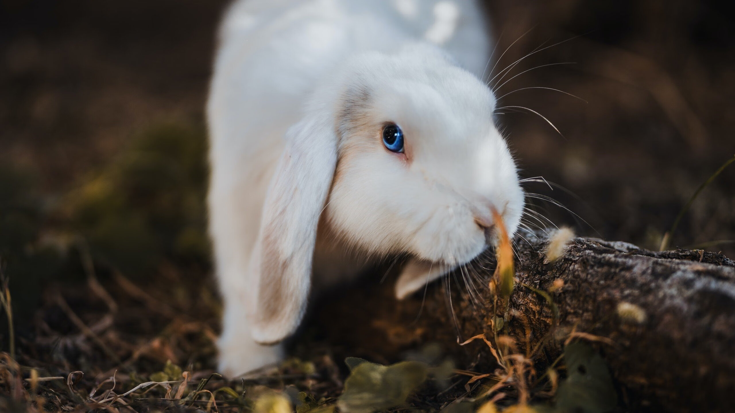伯科夫决赛发挥稳定赢得认可，博布科夫