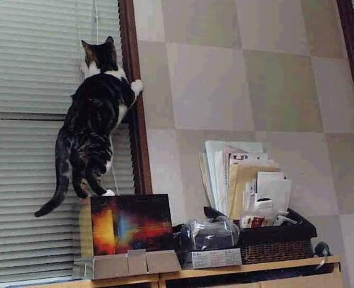 刚果（金）男篮在非洲锦标赛中夺冠，运动实力大幅提升